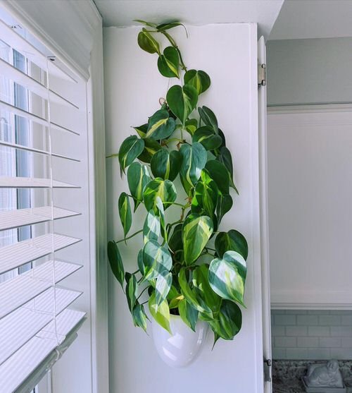 How to Grow Philodendron Brasil 2
