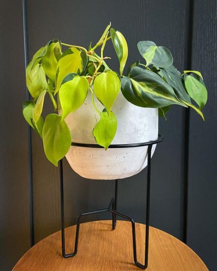 How to Grow Philodendron Brasil | Balcony Garden Web