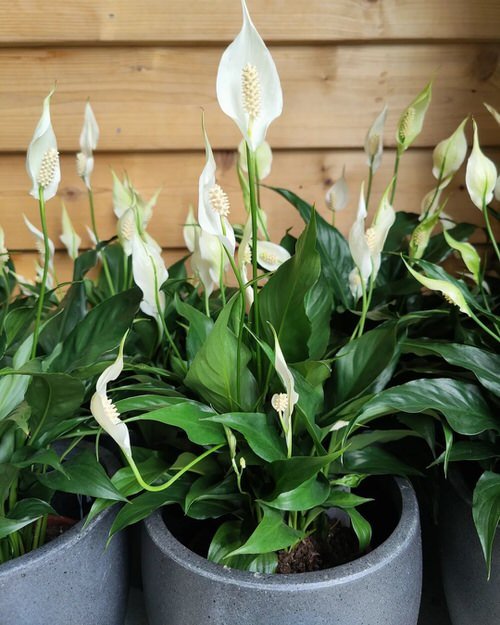 grow perfect bunch of peace lilies
