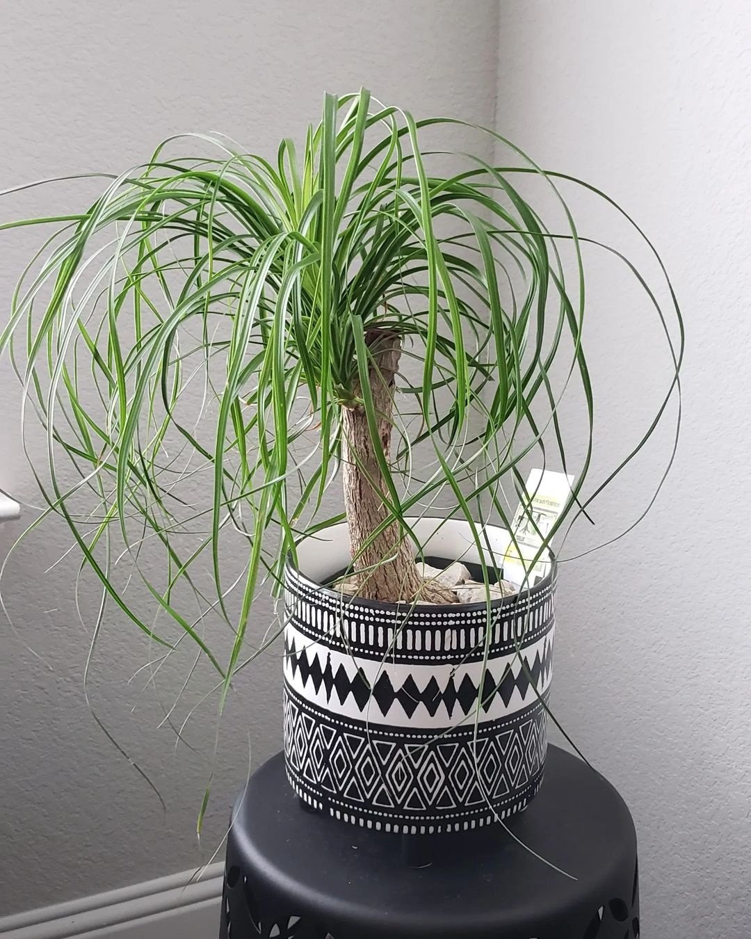 Best Indoor Plants for Every Room of Your House 3