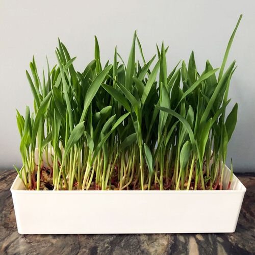 How to Grow Popcorn Microgreens in Home for Salad