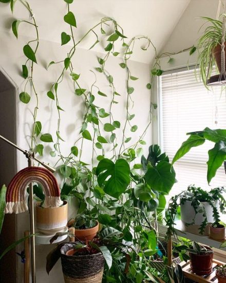 38 Stunning Pothos Wall Decor Ideas | How to Decorate with Pothos