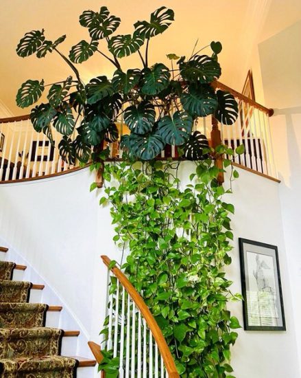 38 Stunning Pothos Wall Decor Ideas How To Decorate With Pothos 8109