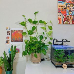 38 Stunning Pothos Wall Decor Ideas | How to Decorate with Pothos