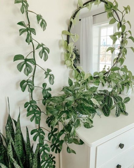 38 Stunning Pothos Wall Decor Ideas | How to Decorate with Pothos