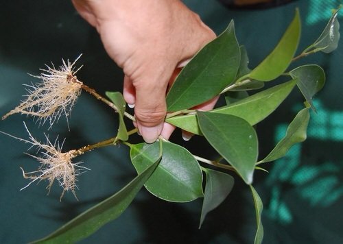 How to Grow Ficus Benjamina Indoors 3