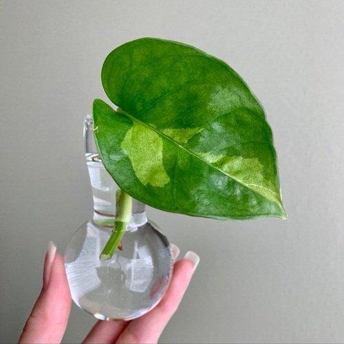 Global Green Pothos Care Guide 2