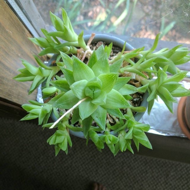 Succulent Problems and Solutions 11