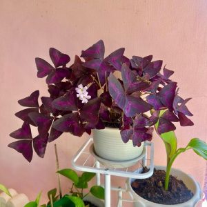 How to Grow Purple Shamrock Plant in Any Home | Oxalis Triangularis Care