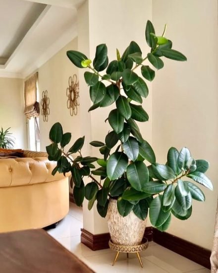 Everything About Rubber Tree Plant Care Indoors