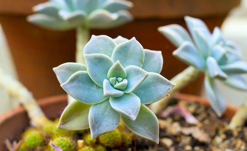 Succulent Problems and Solutions 14
