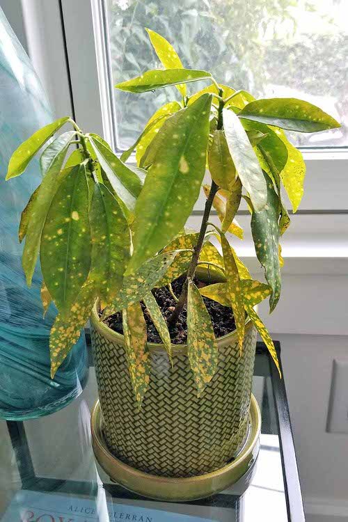 How to Bring a Houseplant Back to Life 2