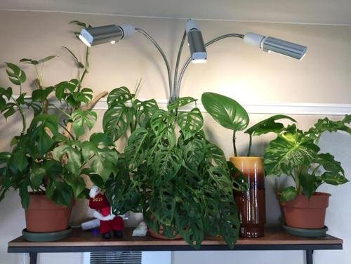 How to Grow Houseplants in Room with Zero Light 2