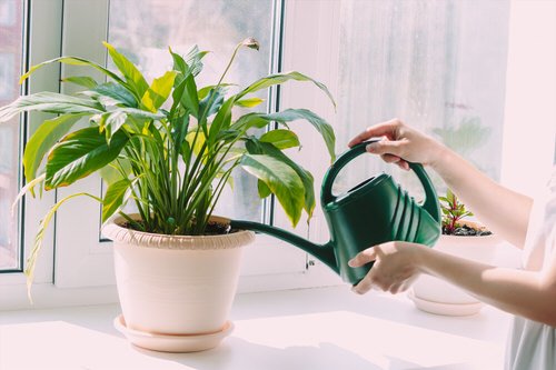 How to Bring a Houseplant Back to Life 1