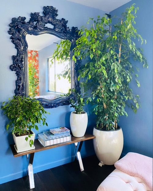 Best Indoor Plants for Every Room of Your House