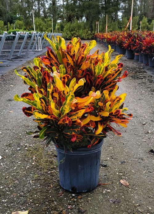 Colorful Croton Plants 3