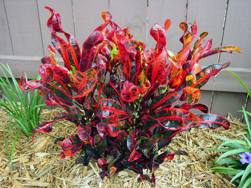 Colorful Croton Plants 5