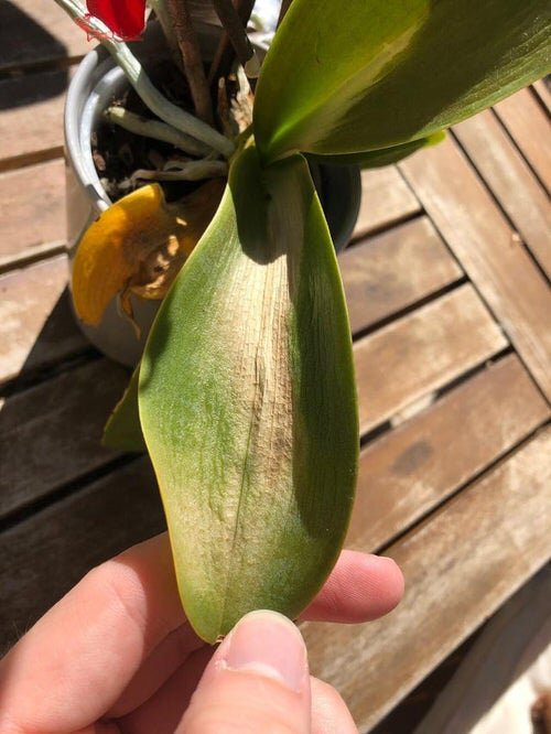 Orchid Leaves Turning Yellow 3