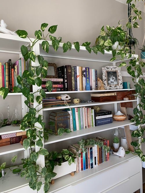 Best Indoor Plants for Every Room of Your House 2