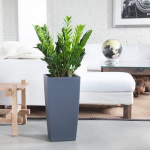 5 Best Indoor Plants for Every Room of Your House | Balcony Garden Web