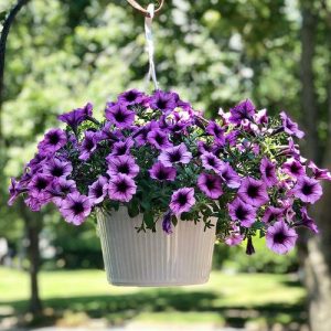 21 Classic Hanging Basket Plant Ideas for Garden | Balcony Garden Web