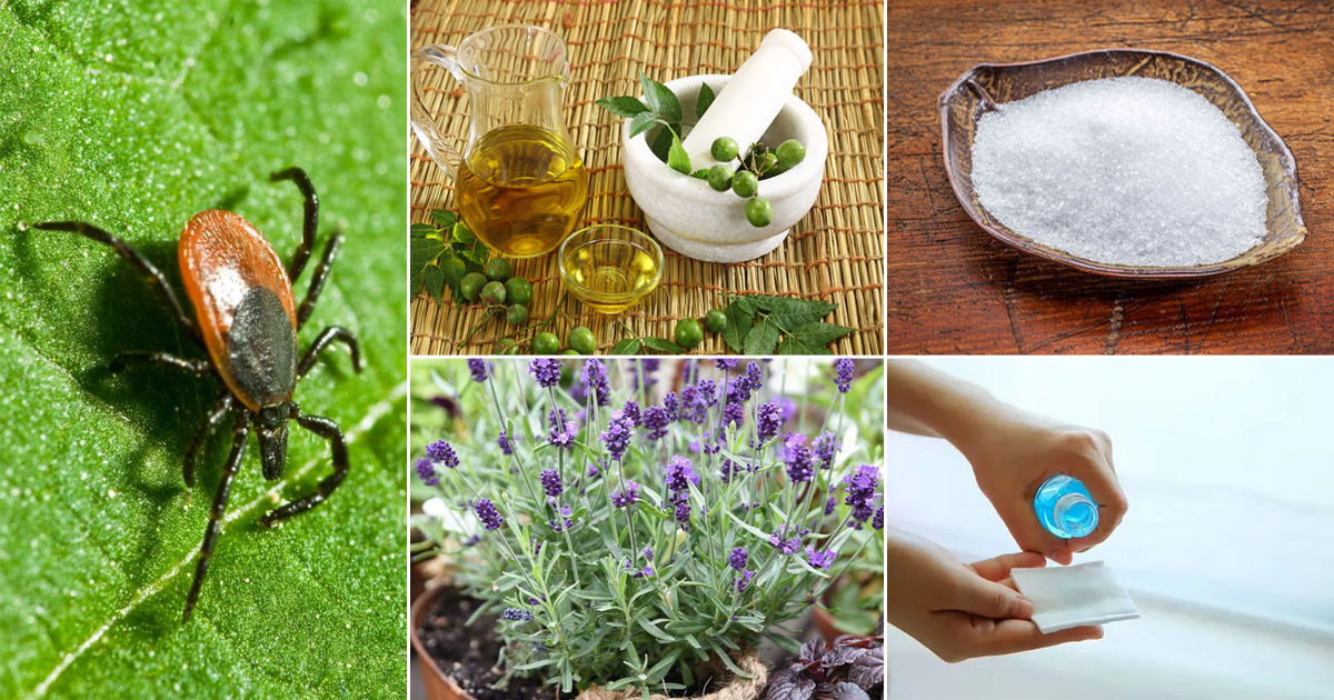 16 Natural Ways to Get Rid of Ticks Repel Ticks from Garden