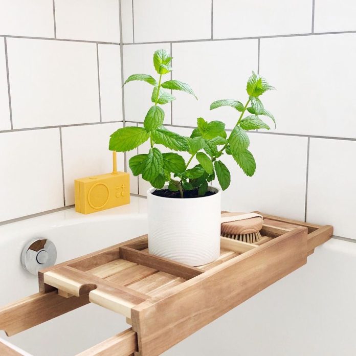 Fresh mint leaves growing in a pot on a sunny balcony, urban gardening tips