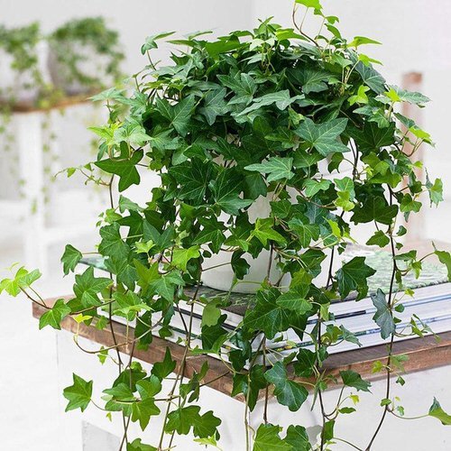 The Best Plants for a Basement That Require Little Light6