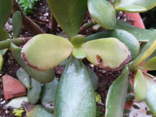 How to Save a Dying Jade Plant 5