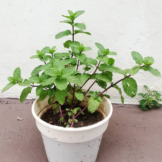 How to Grow Mint in Small Space (Balcony, Porch, Rooftop, and Windowsill)