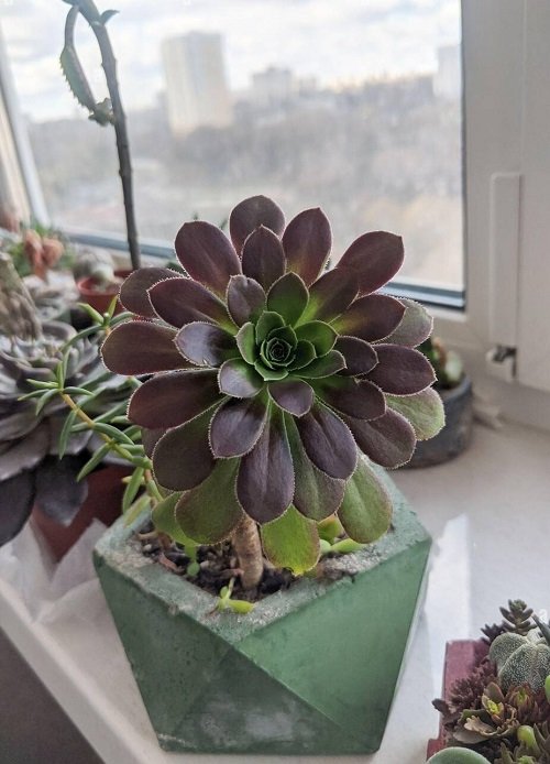 Gorgeous Succulents with a Rose-like Appearance near window