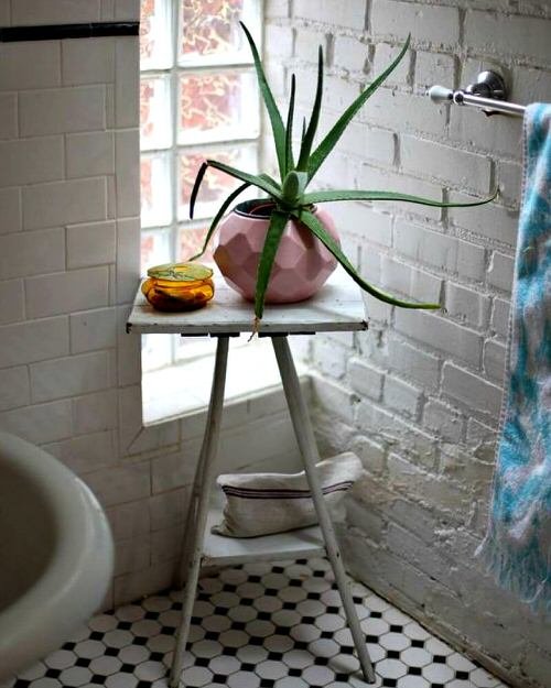 Tropical Plants You Can Grow in the Bathroom 3