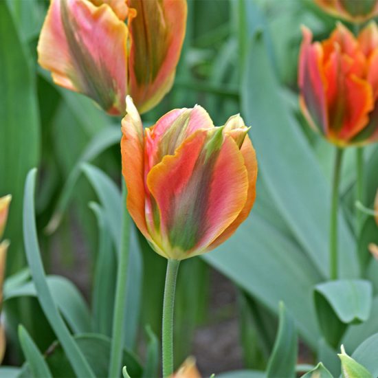 54 Types of Tulip Varieties | Best Tulips for Gardens | Balcony Garden Web