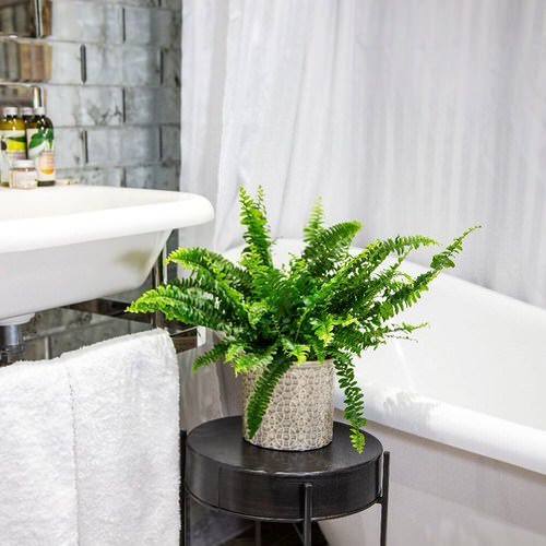 Tropical Plants You Can Grow in the Bathroom 11
