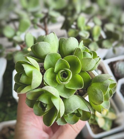 best Gorgeous Succulents with a Rose-like Appearance