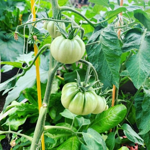 How to Grow Brandywine Tomatoes 6
