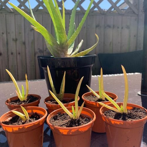 How to Propagate Aloe Vera from Pups