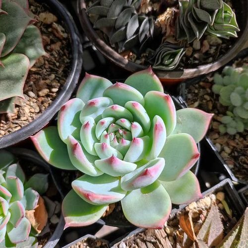 Succulents that Look Like Roses 4