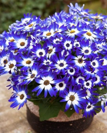 35 Multicolor Flowers | Best Types of Colorful Flowers