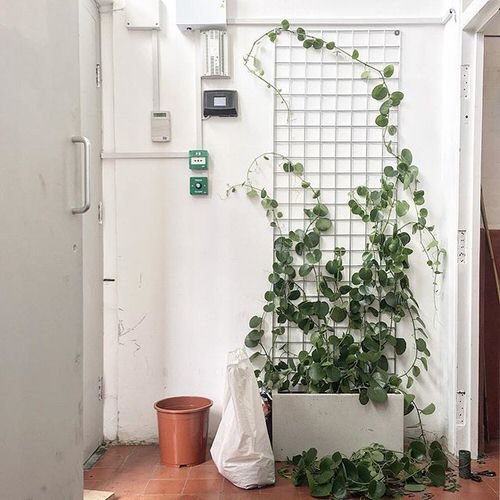 Tropical Plants You Can Grow in the Bathroom 17