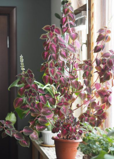 How to Grow Coleus as a Houseplant | Growing Coleus Indoors