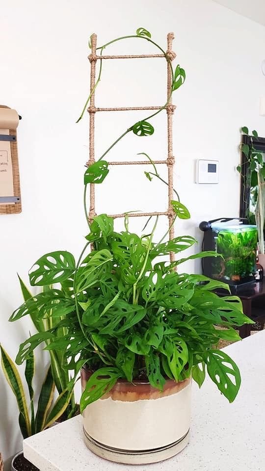 DIY Ladder & Trellis Ideas for Houseplants 1