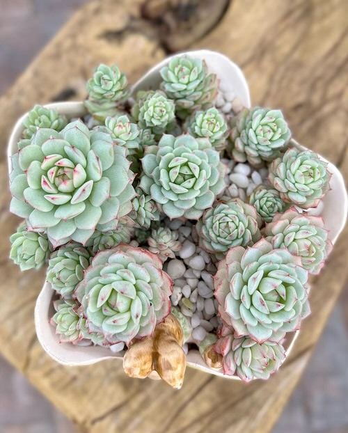 lovely Succulents that Look Like Roses