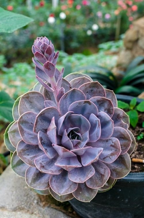 beautiful Gorgeous Succulents with a Rose-like Appearance