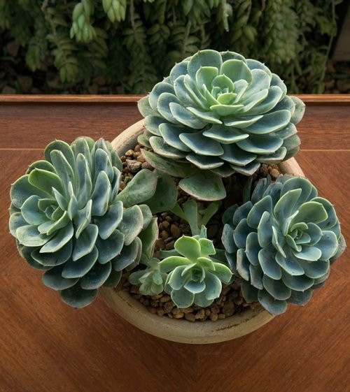 Gorgeous Succulents that Remind Me of Roses