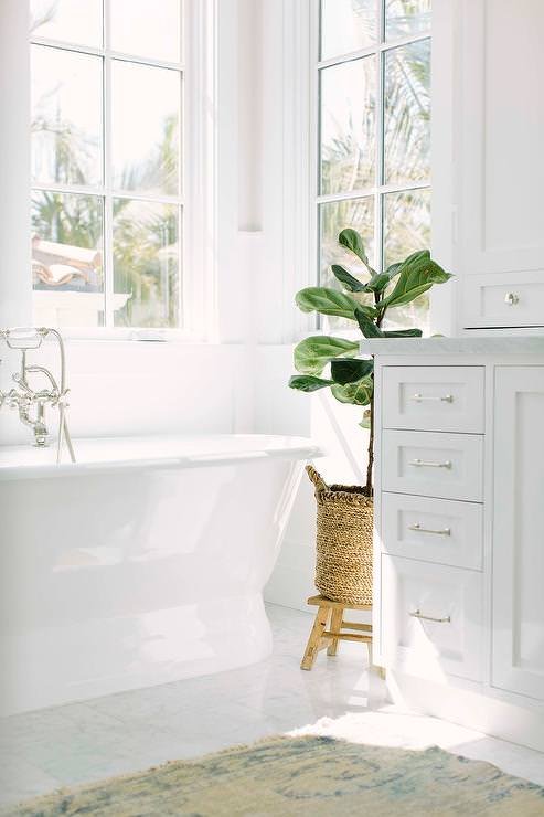 Tropical Plants You Can Grow in the Bathroom 16