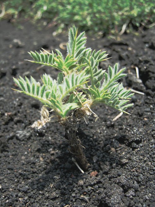Growing Astragalus 03