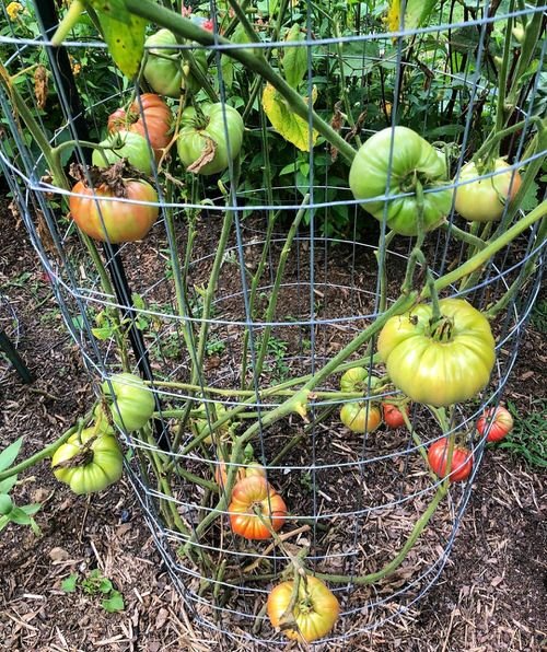 How to Grow Brandywine Tomatoes 2