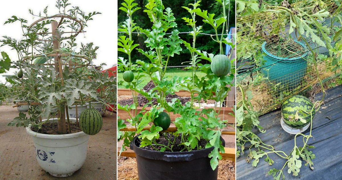 Growing Watermelon In Containers How To Grow Watermelon In A Pot Vertically