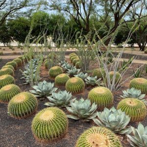 35 Inexpensive Desert Landscaping Ideas Pictures | Balcony Garden Web